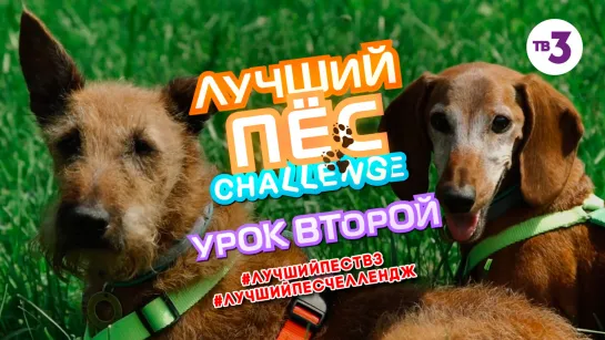 Курс дрессировки собак «Лучший пес Challenge» | Урок второй