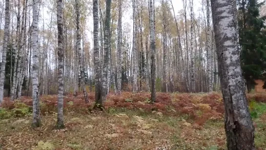 Видео от Владимира Родионова