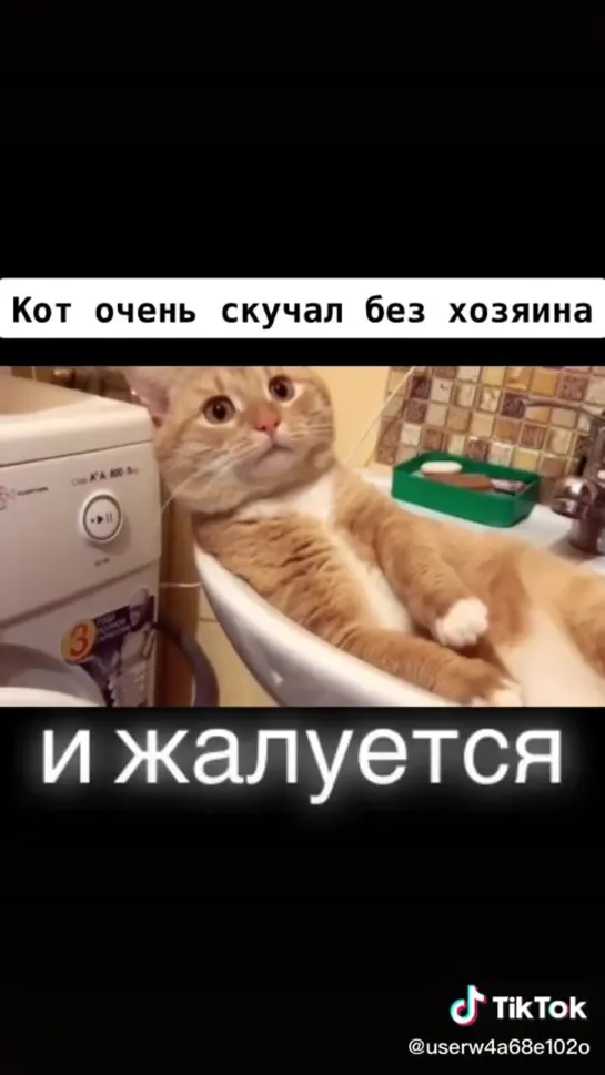 Котик