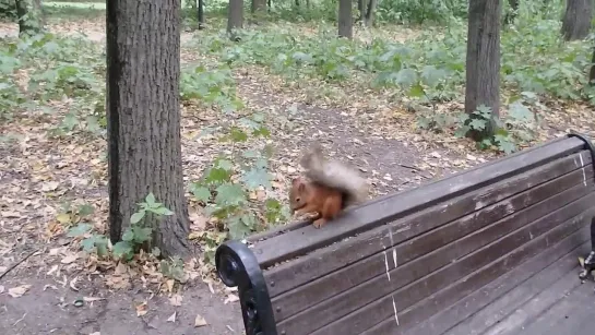 Голубь хотел отжать орешки у Ушастика, но Ушастик не дрогнул _ Pigeon vs squirrel.mp4