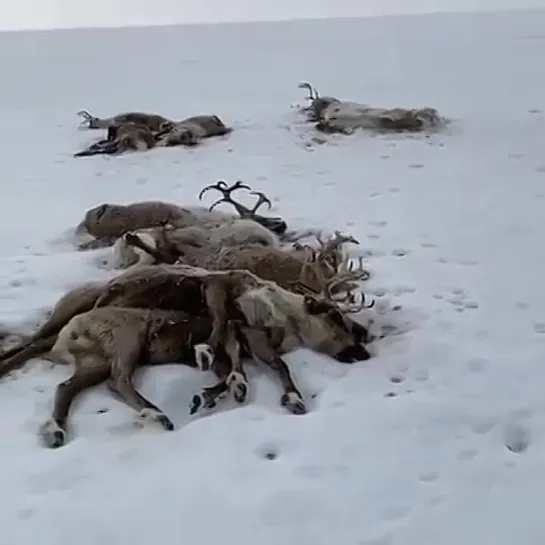 На севере Камчатки произошёл массовый падёж оленей