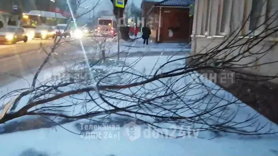 Дерево упало в Ростове