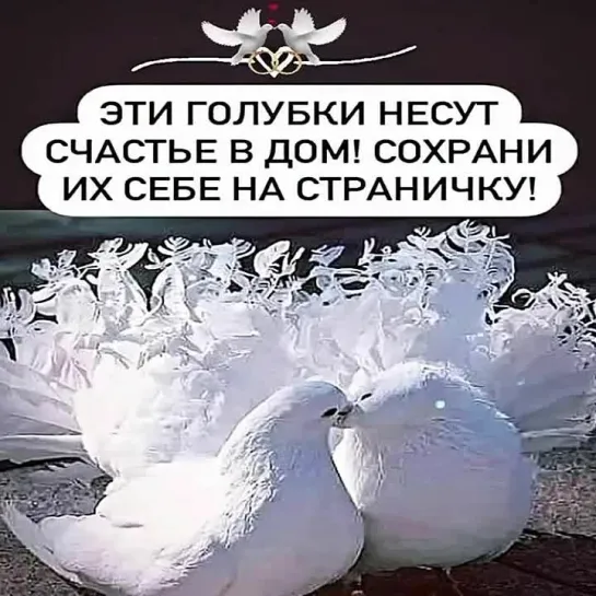 Счастье в дом🕊️