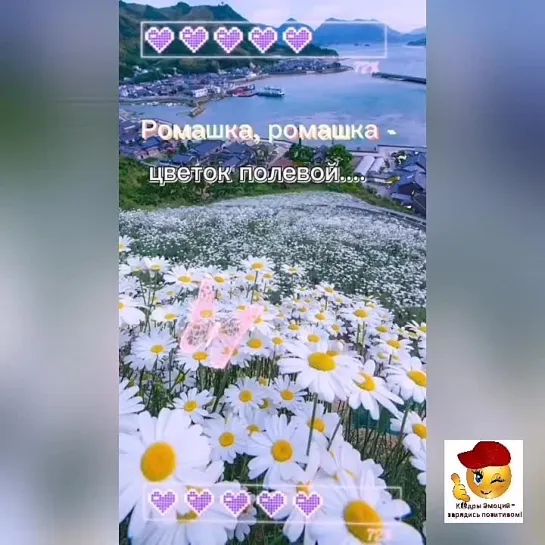 Ромашки для очаровашки🥰