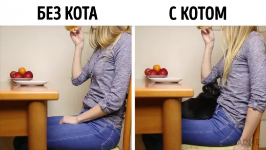 Без кота и жизнь не та