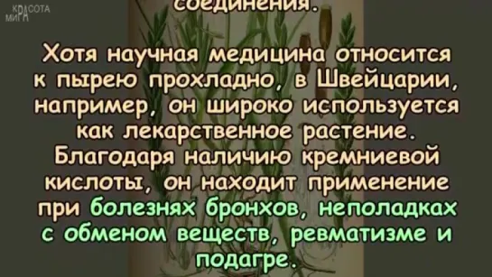 ХОТИТЕ ДОЛГО ПРОЖИТЬ Это растение ЛЕЧИТ ОТ ВСЕХ БОЛЕЗНЕЙ