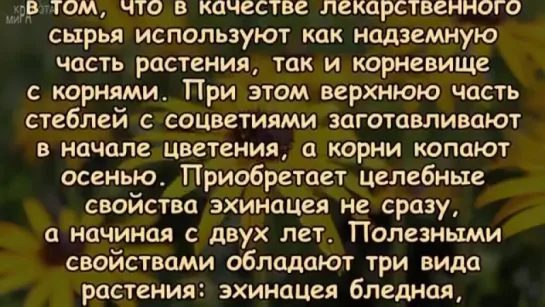 ЭХИНАЦЕЯ - спасатель, ПОДАРОК ПРИРОДЫ