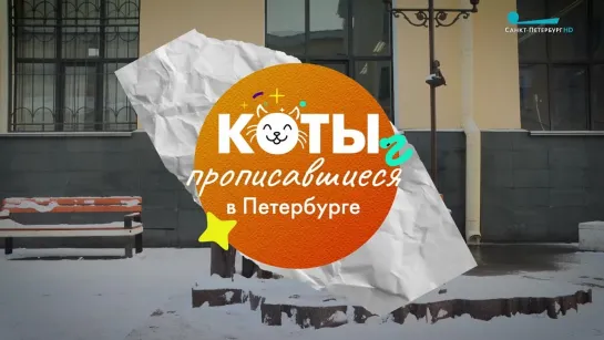 Коты, прописавшиеся в Петербурге. Девятый выпуск