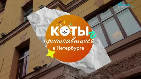 Коты, прописавшиеся в Петербурге