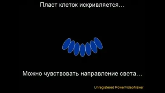 10 причин почему анти-эволюционисты не правы