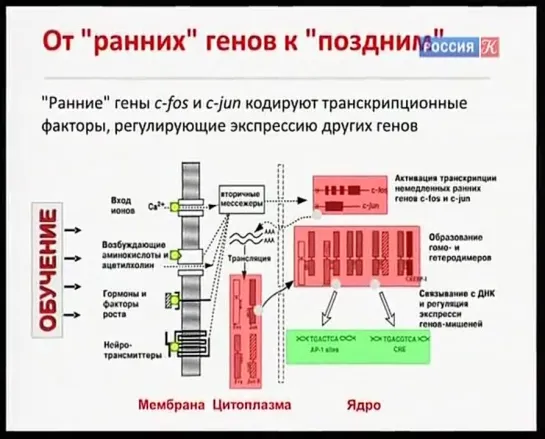 Мозг и разум ч.1 - Константин Анохин