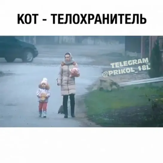 Кот - телохранитель