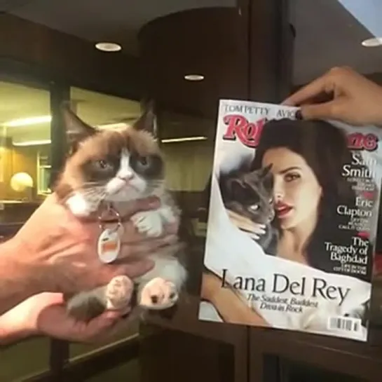 Реакция Grumpy Cat на выпуск «Rolling Stone» с Ланой и другим котом на обложке