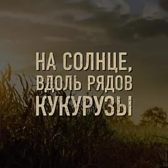 На солнце вдоль рядов кукурузы — уже в кино.mp4