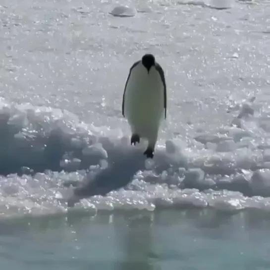 Видео от Подводный мир