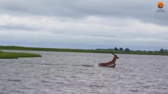 Захватывающая погоня в Африке 🐊