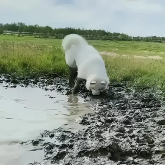 Грязевые ванные у собачки)