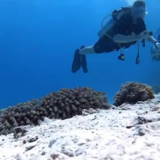 Увлекательное видео.