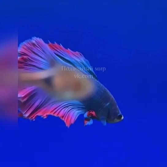 Петушок, или Бойцовская рыбка (Betta splendens)