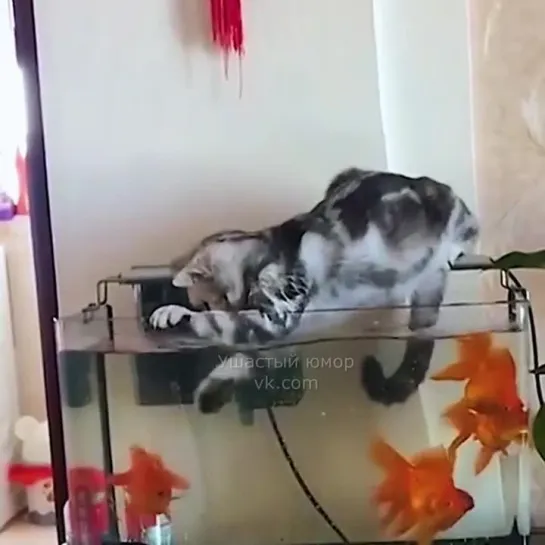 Коты и их водные приключения 🙀🐈 🐟