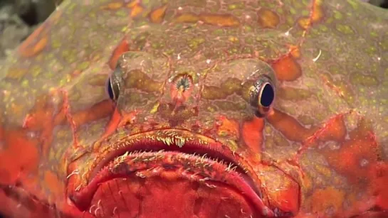 Deep Sea Exploration Crew Spots Bizarre Fish That Looks Like A Frog, Legs And All