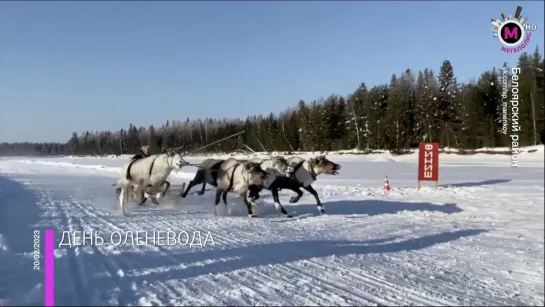 Мегаполис – День оленевода - Белоярский район