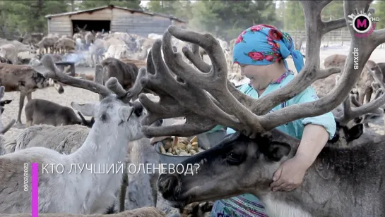 Мегаполис - Выберут лучшего оленевода - Югра