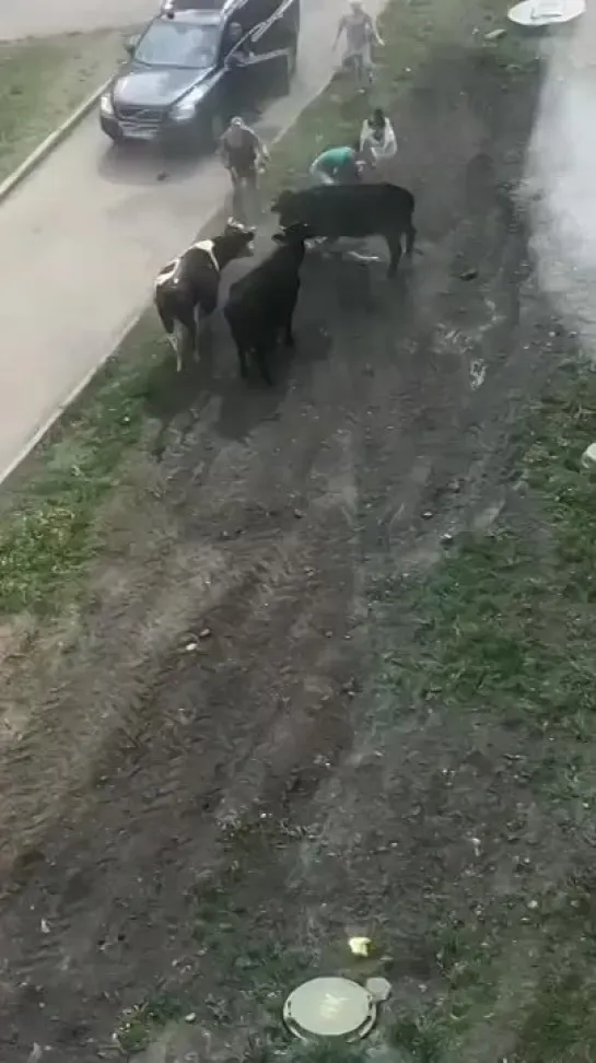 Видео от Типичный Междуреченск Мыски Новости 🅥