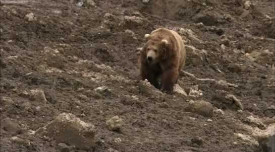 National Geographic. Дикая природа России (6 серий из 6) / Wildes Russland / 2009 / 6. Камчатка / Kamchatka