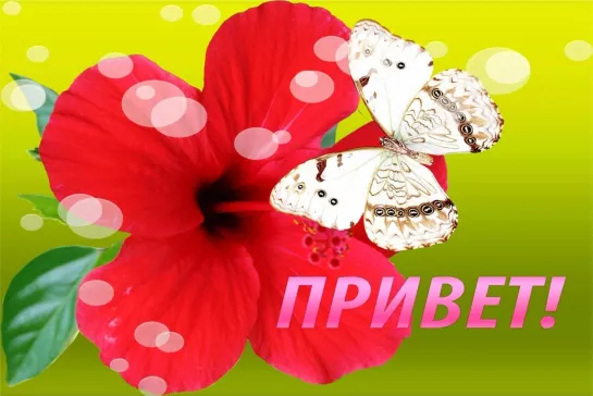 💥🌟💖✨🦋🎼Приветик🎼 🦋✨💖🌟💥