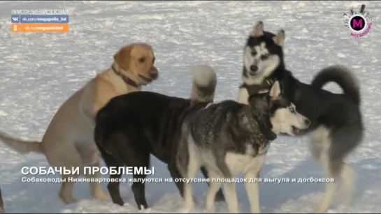 Мегаполис - Собачьи проблемы - Нижневартовск