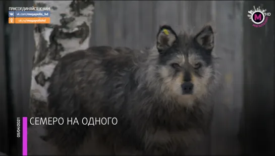 Мегаполис - Семеро на одного - Нижневартовск