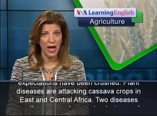 VOA Learning English TV - Diseases Attack Cassava Crops in East and Central Africa