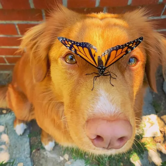 смешные,  ЛЕТО 🦋🐶 Милота дня: пес подружился с бабочками   смешные животные