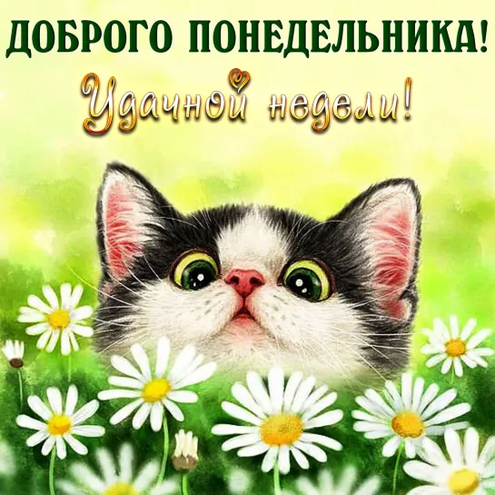 УТРА ДОБРОГО  ✨☕👍   ДНЯ ХОРОШЕГО 🐱🌞🐈 кошки  🐈💖🐱