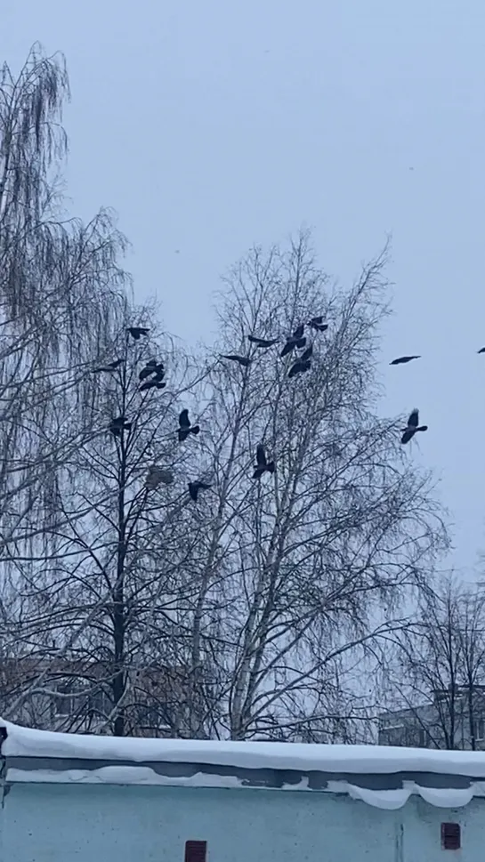 Видео от Ирины Булычевой