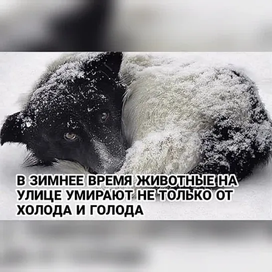 Видео от Елены Бельской