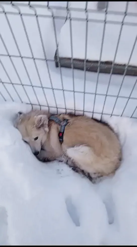 Видео от Елены Чернобровкиной