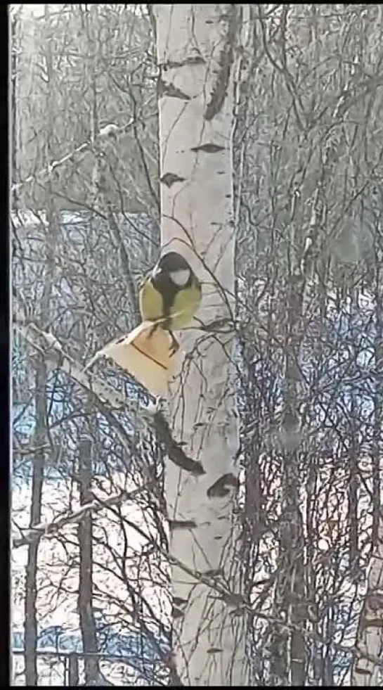 Видео от Резеды Шамсутдиновой