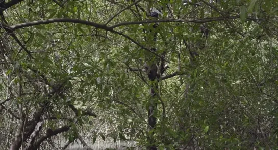 Mangrove School / Skola di Tarafe (2022) dir. Sonia Borges & Filipa César