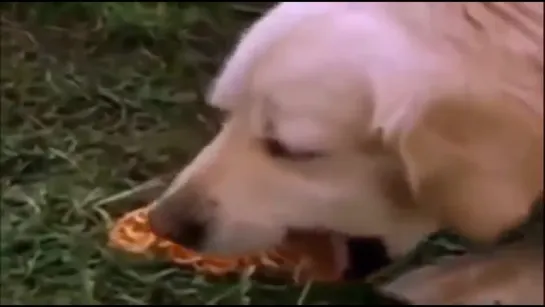 dog's spaghetti