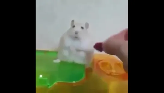 rip another hamster