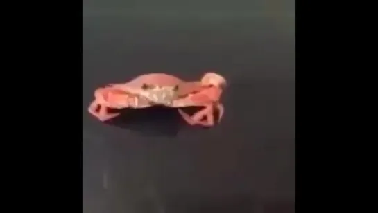 rip crab