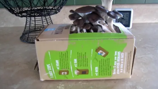 [Organic mushroom mini-farm in a box]