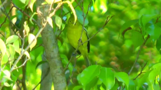 Iora, Green - Aegithina viridissima