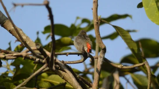 Dicaeum cruentatum