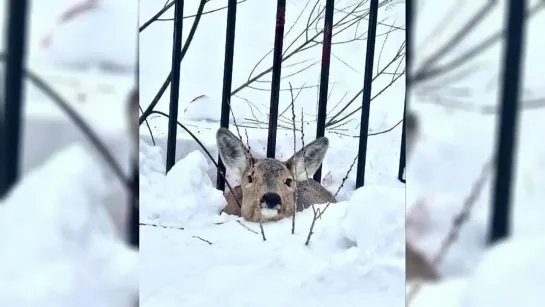 Полицейские спасли загнанную стаей собак и застрявшую в заборе дикую косулю