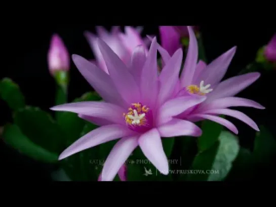 Flowers Timelapse