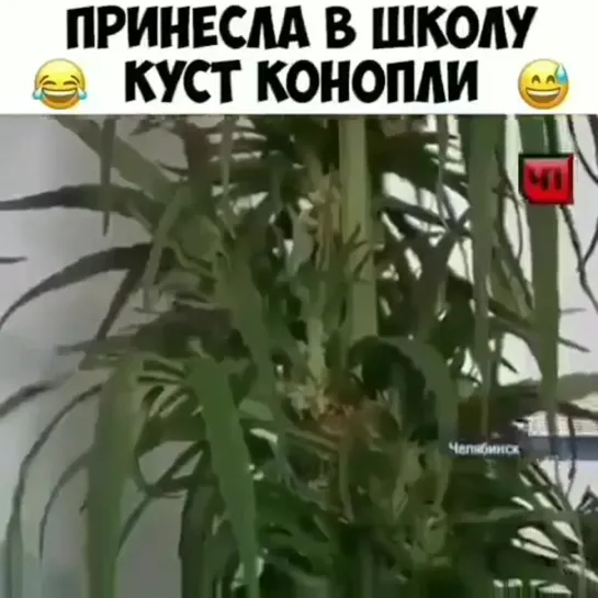 Принесла в школу куст конопли