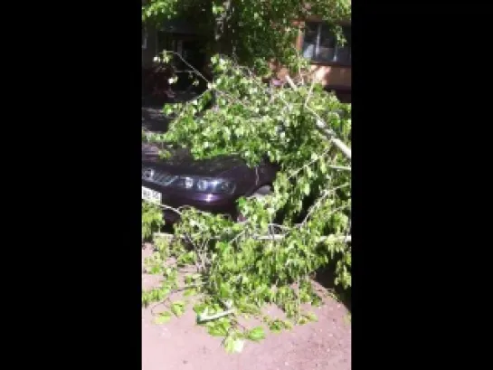 Ветка упала на две машины в Омске